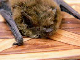 Attēlu rezultāti vaicājumam “Myotis daubentonii”