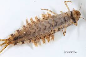 Attēlu rezultāti vaicājumam “Siphlonurus”