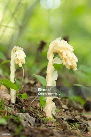 Attēlu rezultāti vaicājumam “Monotropa hypopitys”