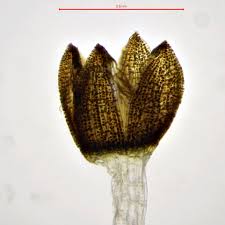 Attēlu rezultāti vaicājumam “Metzgeria violacea”