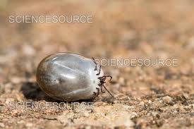 Attēlu rezultāti vaicājumam “Ixodes female”