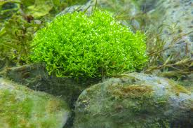 Attēlu rezultāti vaicājumam “Riccia”