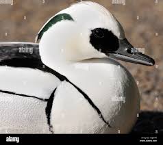 Attēlu rezultāti vaicājumam “Mergus albellus”