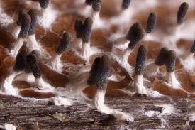 Attēlu rezultāti vaicājumam “Diachea leucopodia”