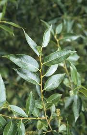 Attēlu rezultāti vaicājumam “Salix pentandra fruit”