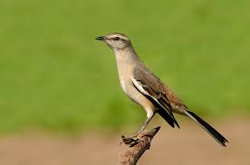 Image result for Melanocorypha calandra