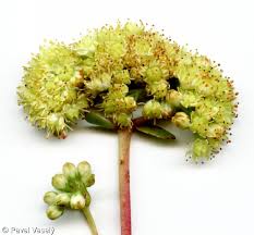 Attēlu rezultāti vaicājumam “Hylotelephium maximum flower”