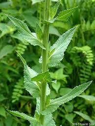 Image result for Verbascum blattaria