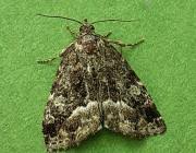 Attēlu rezultāti vaicājumam “Protodeltote pygarga”