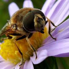 Attēlu rezultāti vaicājumam “Eristalis sp.”