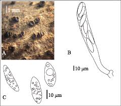 Attēlu rezultāti vaicājumam “Chlorencoelia versiformis”