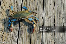 Image result for Callinectes sapidus
