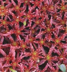 Attēlu rezultāti vaicājumam “Sphagnum warnstorfii”