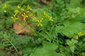 Attēlu rezultāti vaicājumam “Rorippa sylvestris leaf”