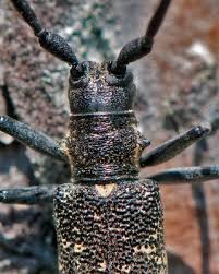 Attēlu rezultāti vaicājumam “Monochamus galloprovincialis”