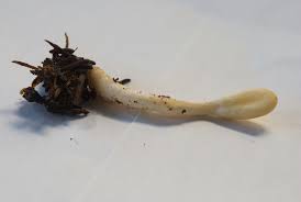 Attēlu rezultāti vaicājumam “Podostroma leucopus”