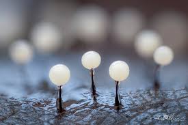 Attēlu rezultāti vaicājumam “Lamproderma debile sessile”