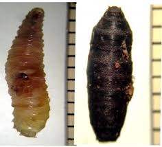 Attēlu rezultāti vaicājumam “Diacrisia sannio larva”