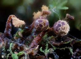 Attēlu rezultāti vaicājumam “Trichia botrytis var. cerifera”