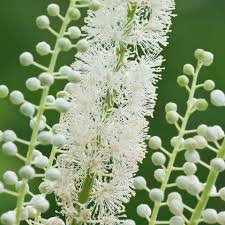 Image result for Silberkerze