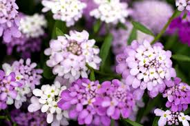 Image result for Iberis umbellata