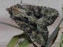 Attēlu rezultāti vaicājumam “Apamea remissa”