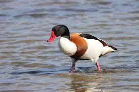 Attēlu rezultāti vaicājumam “Tadorna tadorna juvenile”