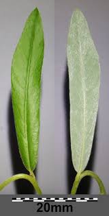 Attēlu rezultāti vaicājumam “Salix repens subsp. rosmarinifolia”