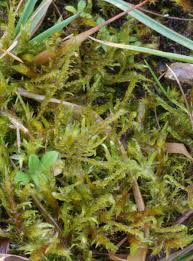 Attēlu rezultāti vaicājumam “Cratoneuron filicinum”