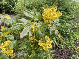 Attēlu rezultāti vaicājumam “Mahonia aquifolium”