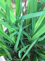 Attēlu rezultāti vaicājumam “Iris pseudacorus leaf”