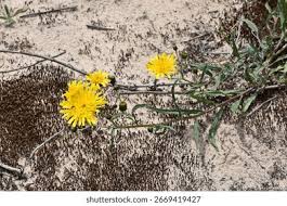 Attēlu rezultāti vaicājumam “Hieracium umbellatum flower”