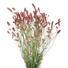 Attēlu rezultāti vaicājumam “Sanguisorba officinalis”