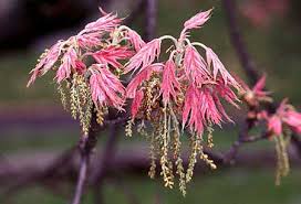 Attēlu rezultāti vaicājumam “Quercus rubra flower”