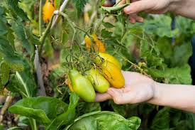 Afbeeldingsresultaat voor banana legs tomato