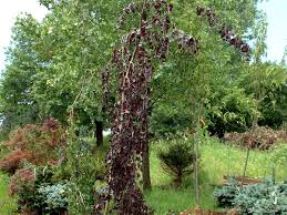 Attēlu rezultāti vaicājumam “Fagus sylvatica”