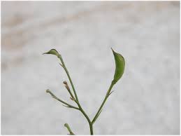 Attēlu rezultāti vaicājumam “Consolida regalis fruit”