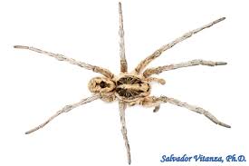 Attēlu rezultāti vaicājumam “Lycosidae”