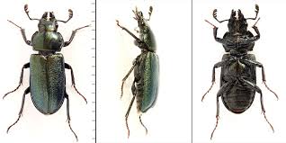 Attēlu rezultāti vaicājumam “Platycerus caraboides”