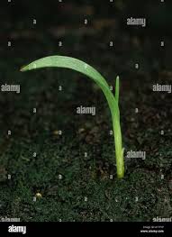 Attēlu rezultāti vaicājumam “Echinochloa crus-galli leaf”