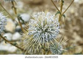 Attēlu rezultāti vaicājumam “Echinops sphaerocephalus flower”