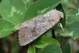 Attēlu rezultāti vaicājumam “Orthosia populeti”