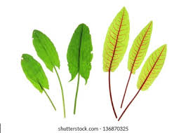 Attēlu rezultāti vaicājumam “Rumex acetosa leaf”