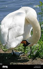 Attēlu rezultāti vaicājumam “Cygnus olor”