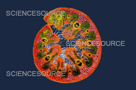 Attēlu rezultāti vaicājumam “Ammophila sp.”