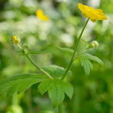 Attēlu rezultāti vaicājumam “Ranunculus lanuginosus bud”