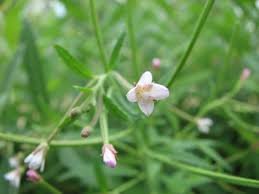 Attēlu rezultāti vaicājumam “Epilobium roseum flower”