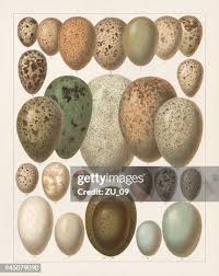 Attēlu rezultāti vaicājumam “Scolopax rusticola eggs”