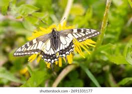 Attēlu rezultāti vaicājumam “Papilio machaon underside”