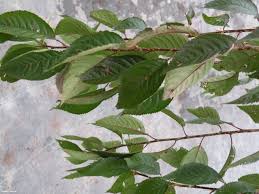 Attēlu rezultāti vaicājumam “Malus purpurea leaf”